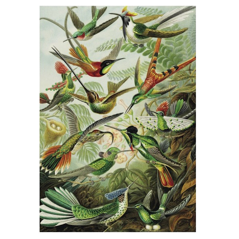 V & A 1000 Piece Puzzle - Hummingbirds