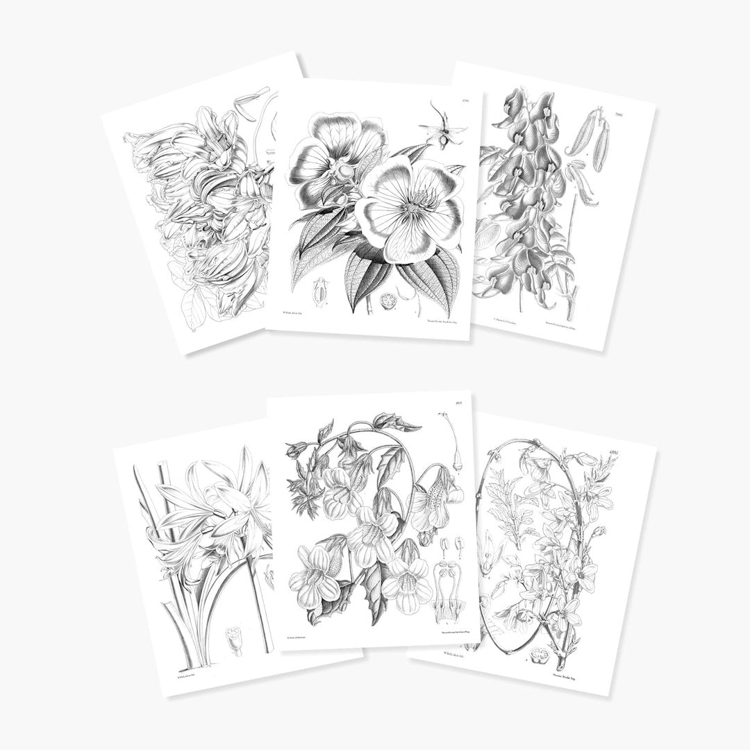 Kew Gardens Beautiful Flowers Colouring Kit