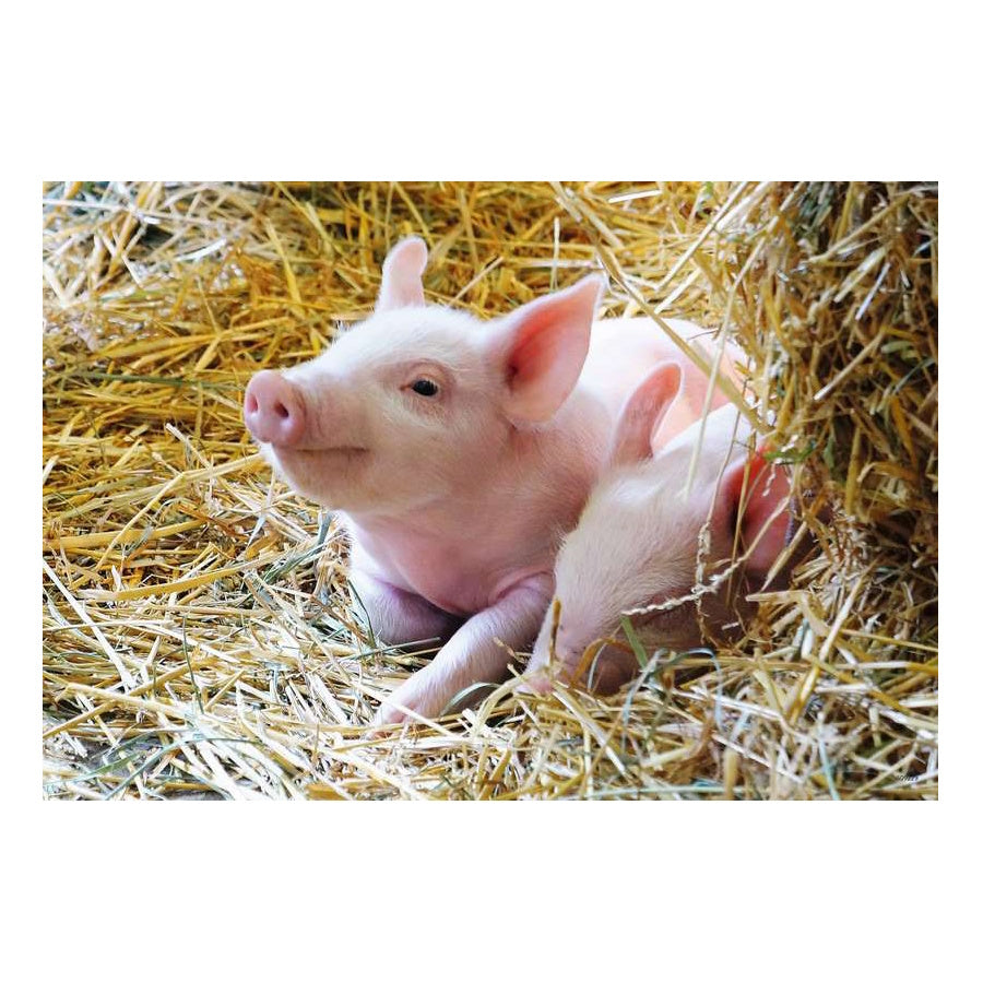 Ravensburger 2 x 12 Piece Puzzles - Farm Animals Babies