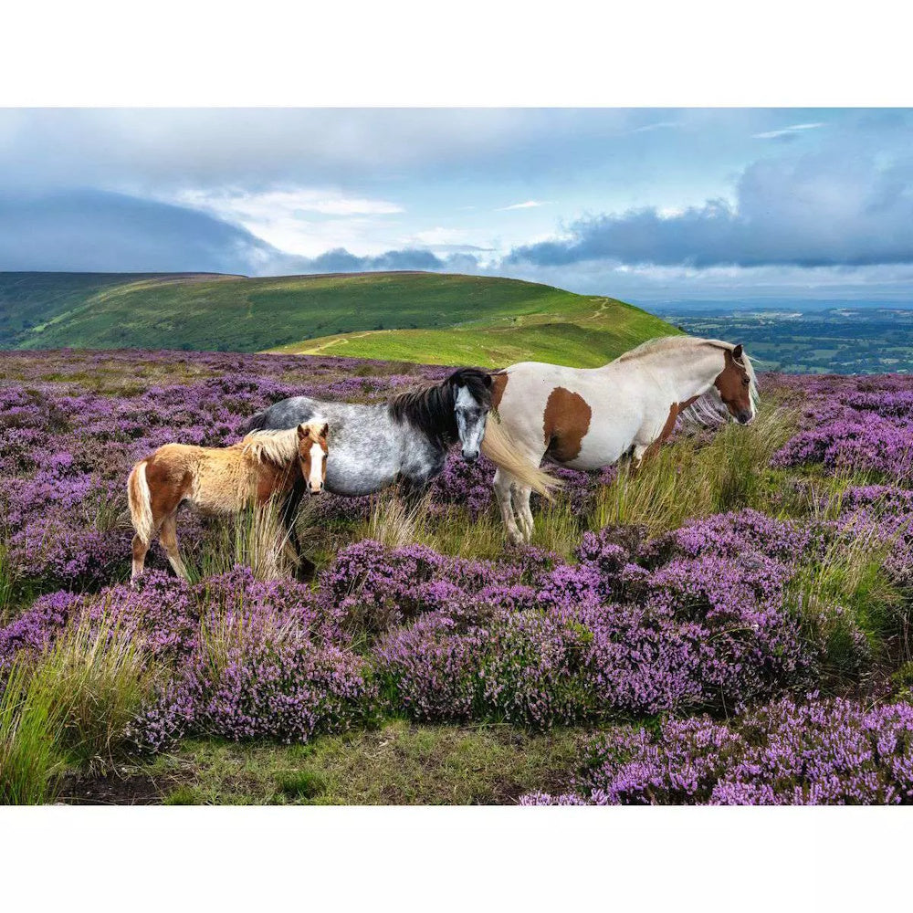 Ravensburger 2000 Piece Puzzle - Wild Horses in the Heather