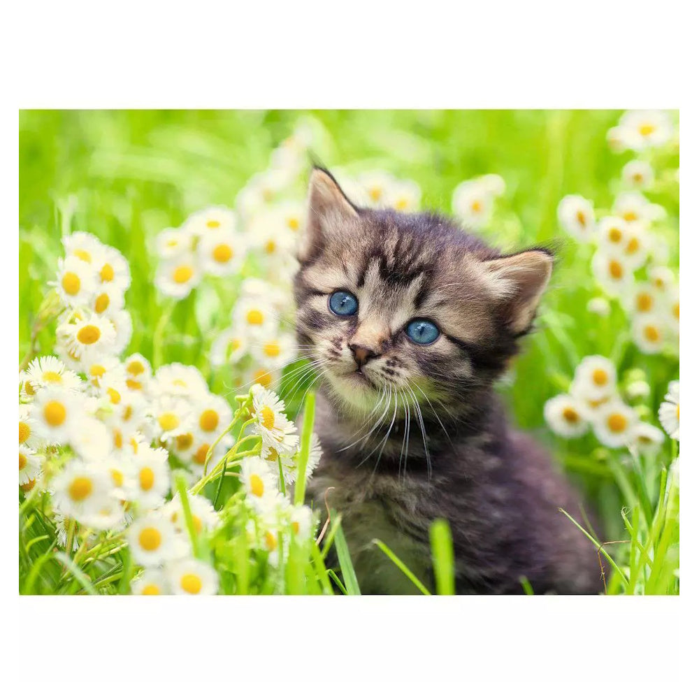 Ravensburger 500 Piece Puzzle - Kitten in the Meadow