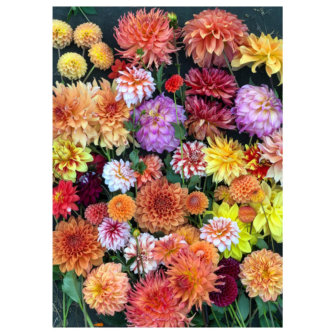 Hello, Dahlias! 1000 Piece Puzzle