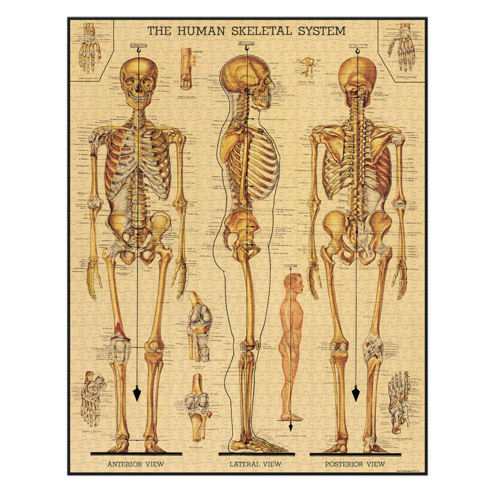Cavallini 1000 Piece Jigsaw Puzzle - Skeletal System
