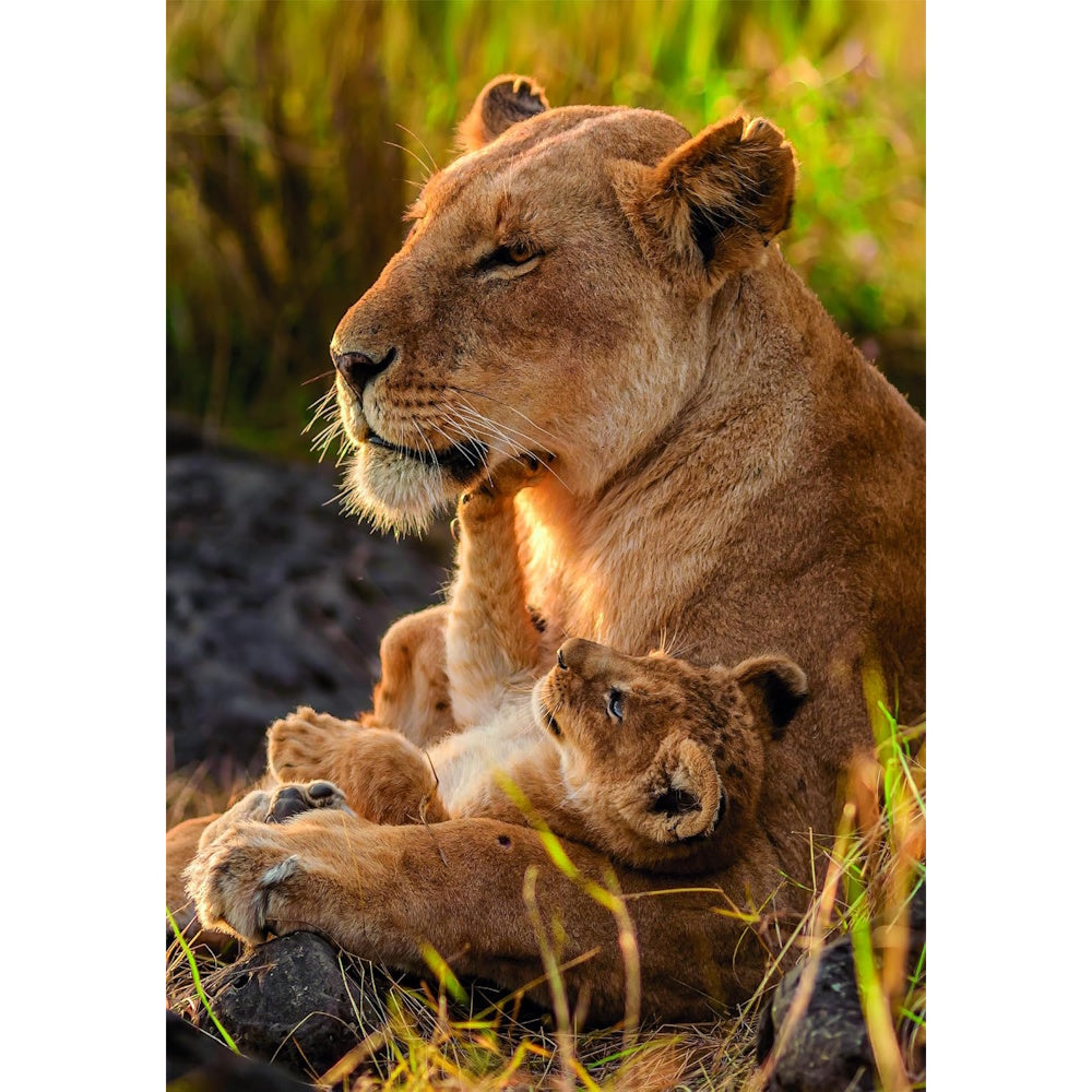 Clementoni 500 Piece Jigsaw Puzzle - Feline Love