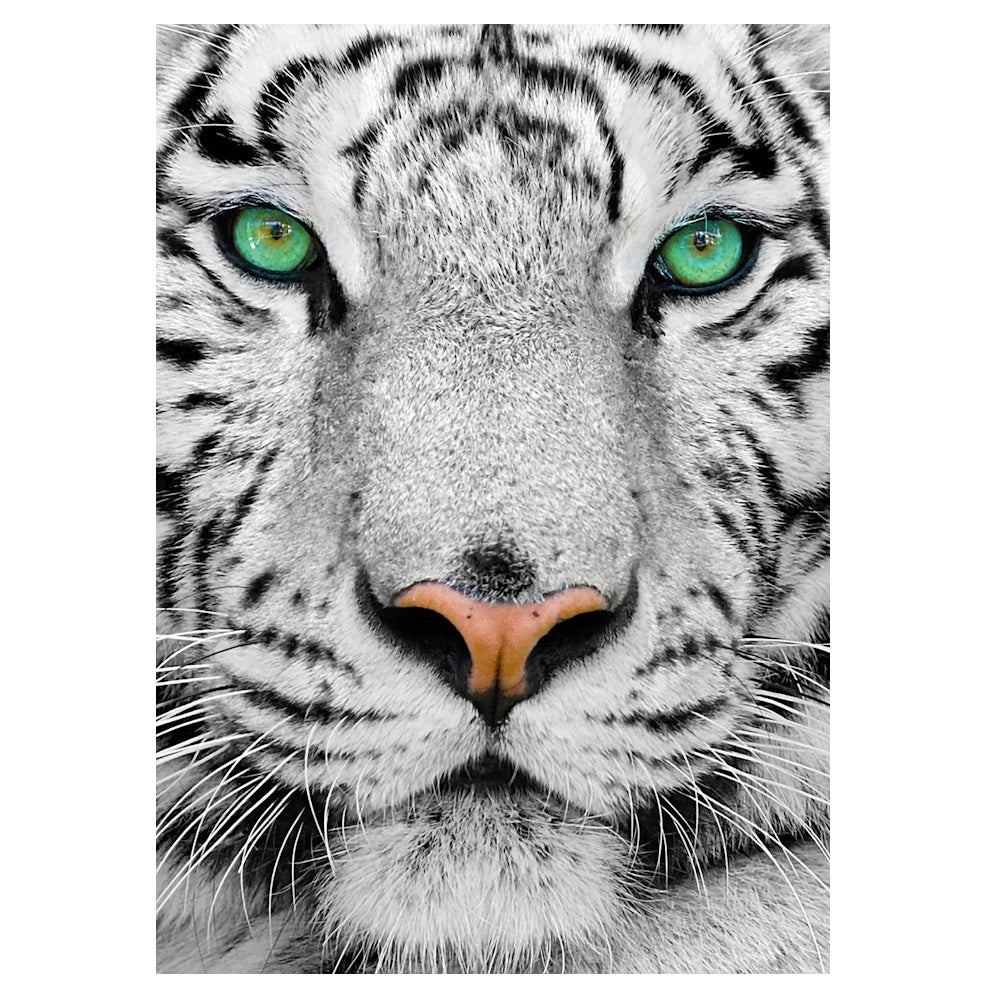 Enjoy 1000 Piece Puzzle - White Siberian Tiger