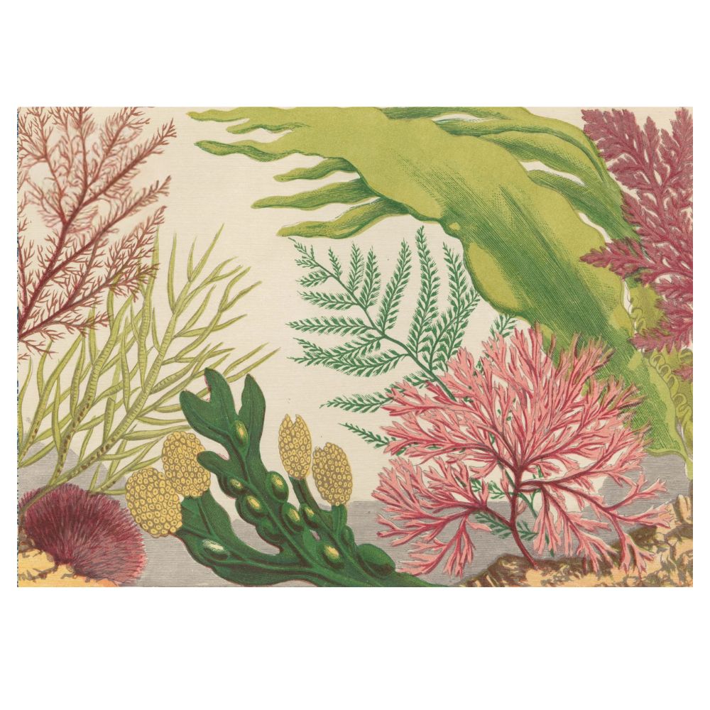 John Derian 1000 Piece Puzzle Sea Life