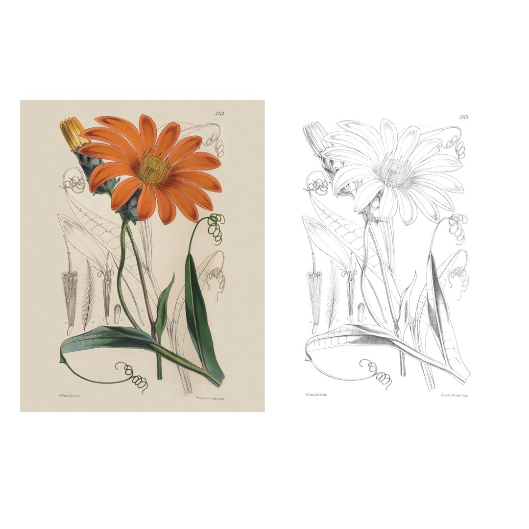 Kew Gardens Beautiful Flowers Colouring Kit