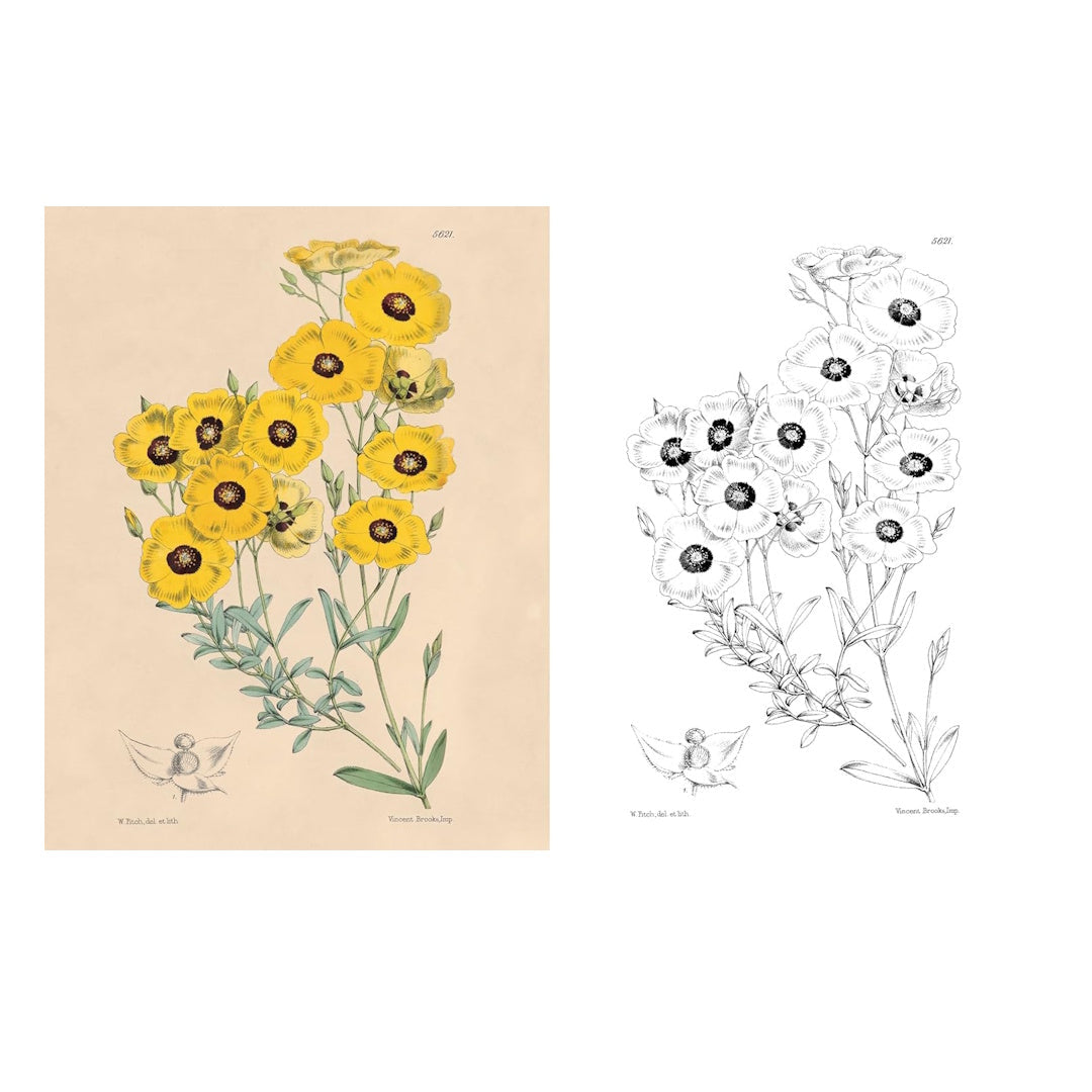 Kew Gardens Beautiful Flowers Colouring Kit