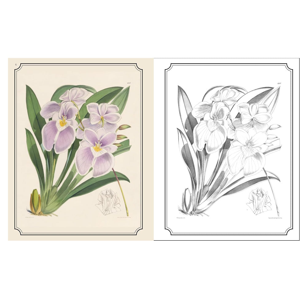 Kew Gardens Flowers Colouring Book