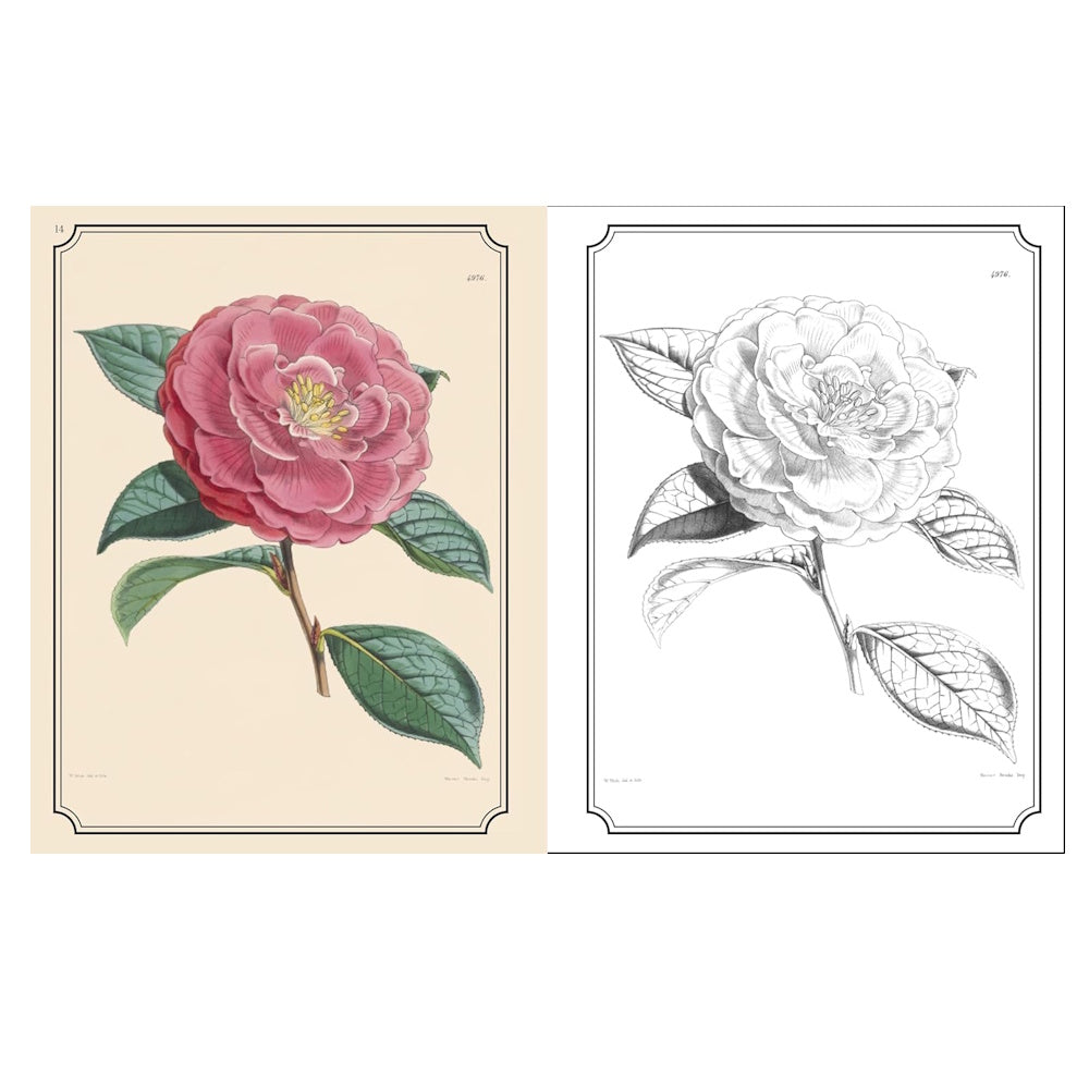 Kew Gardens Flowers Colouring Book