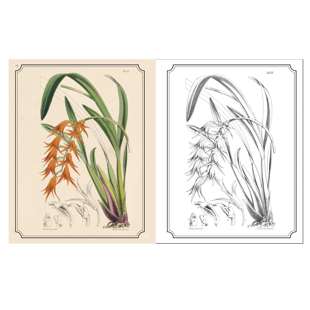 Kew Gardens Flowers Colouring Book