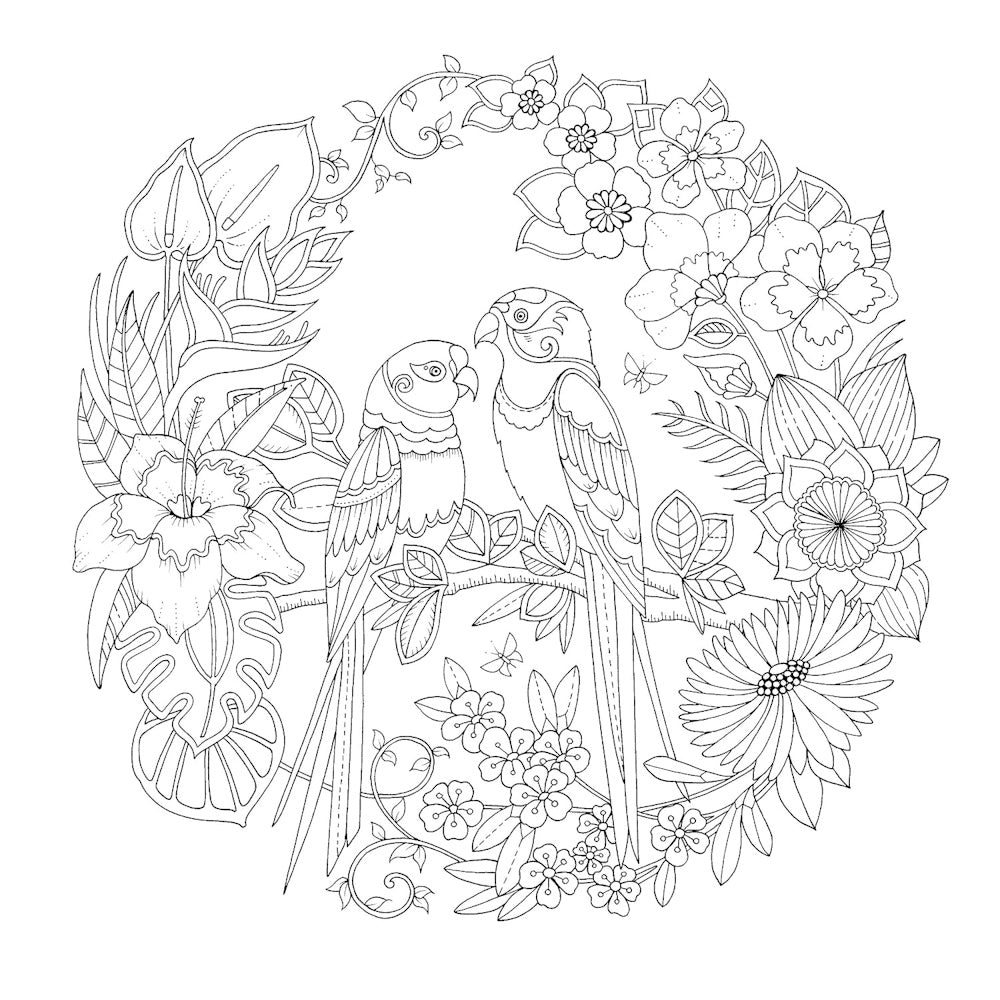 Magical Jungle: An Inky Expedition & Colouring Book