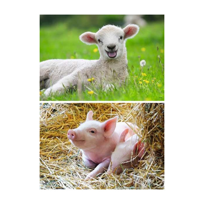 Ravensburger 2 x 12 Piece Puzzles - Farm Animals Babies