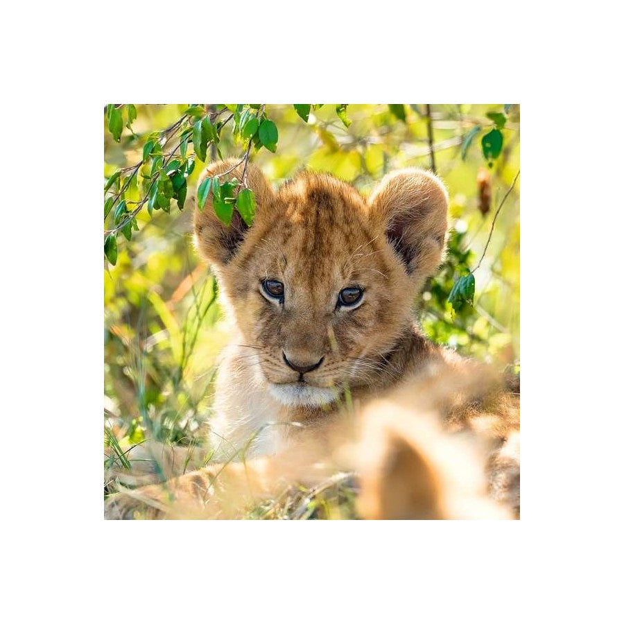 Ravensburger 3 x 49 Piece Puzzles - Panda, Lion & Tiger