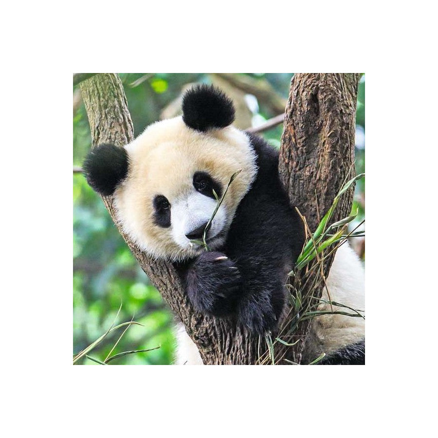 Ravensburger 3 x 49 Piece Puzzles - Panda, Lion & Tiger