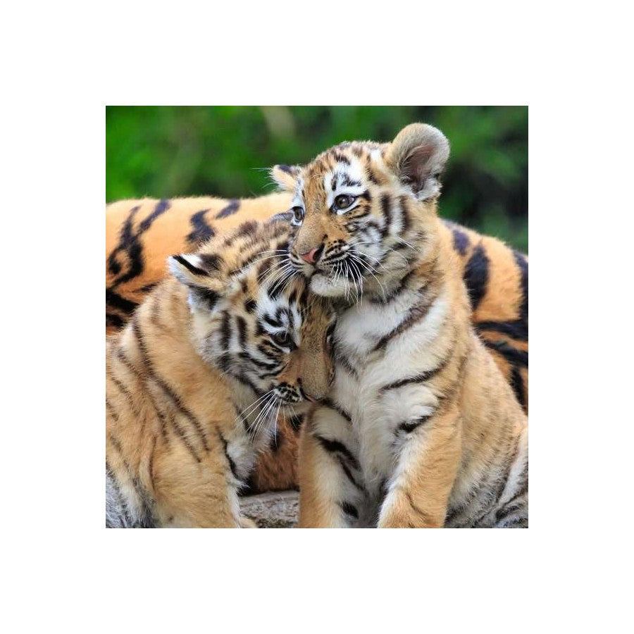 Ravensburger 3 x 49 Piece Puzzles - Panda, Lion & Tiger
