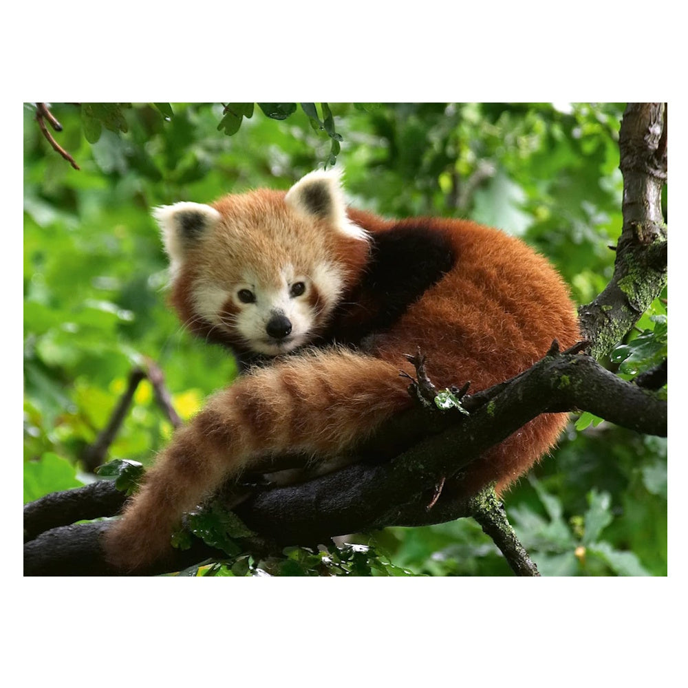Ravensburger 500 Piece Puzzle - Cute Red Panda