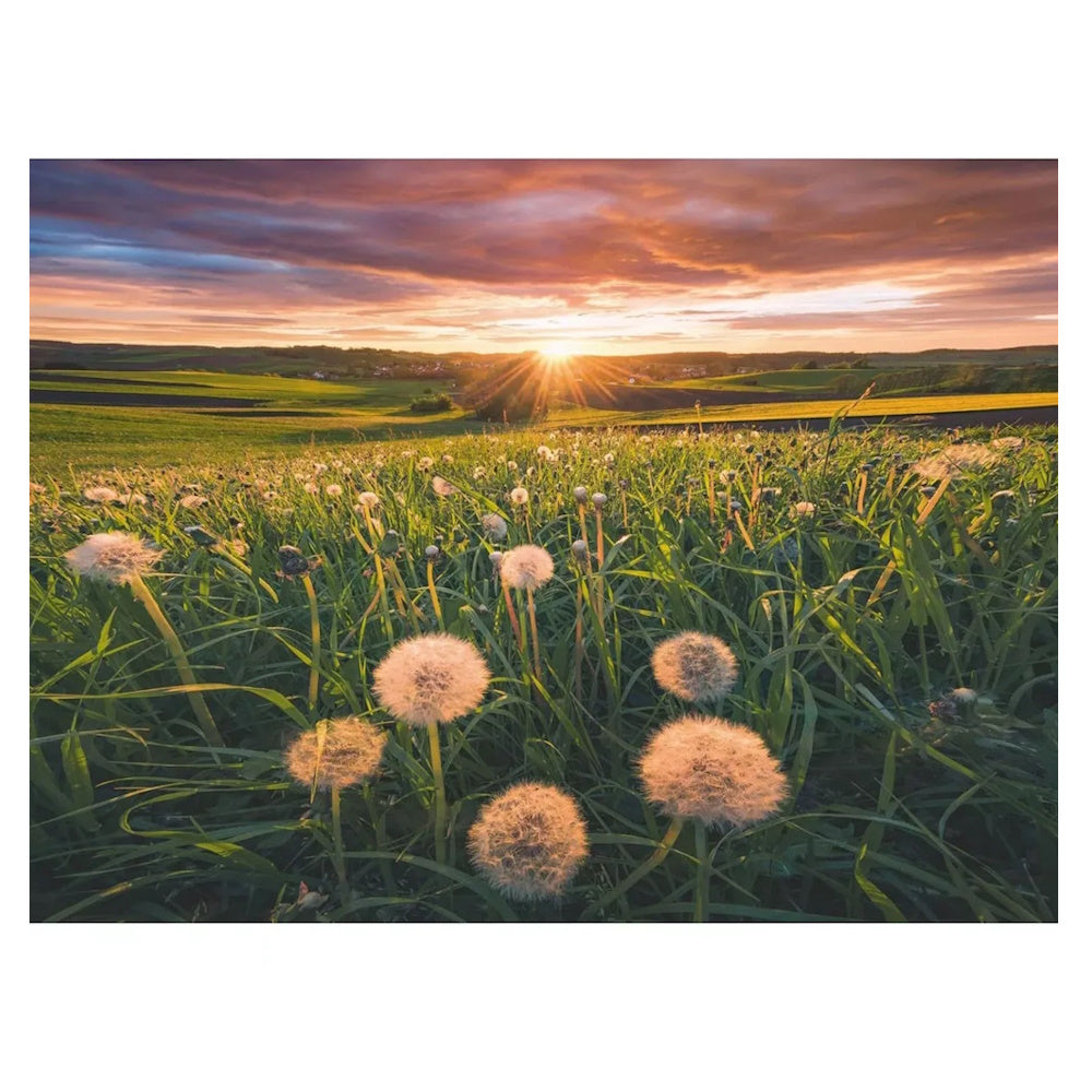 Ravensburger 500 Piece Puzzle - Dandelions at Sunset