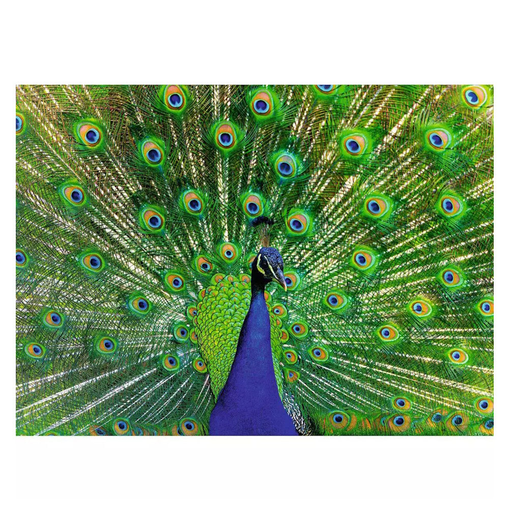 Ravensburger 500 Piece Puzzle - Peacock